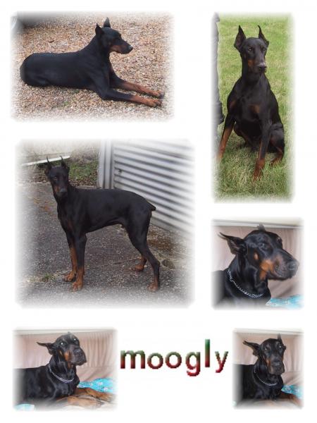 Moogly