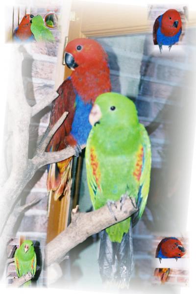 Pepita et titus