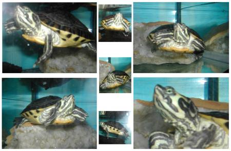 mimi la tortue